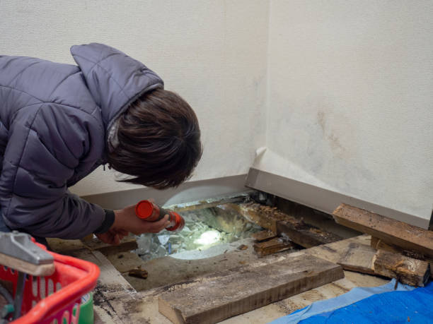 Best Post-Construction Mold Inspection  in Raoul, GA