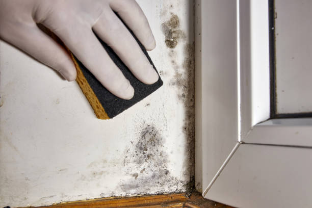 Best HVAC Mold Inspection and Cleaning  in Raoul, GA